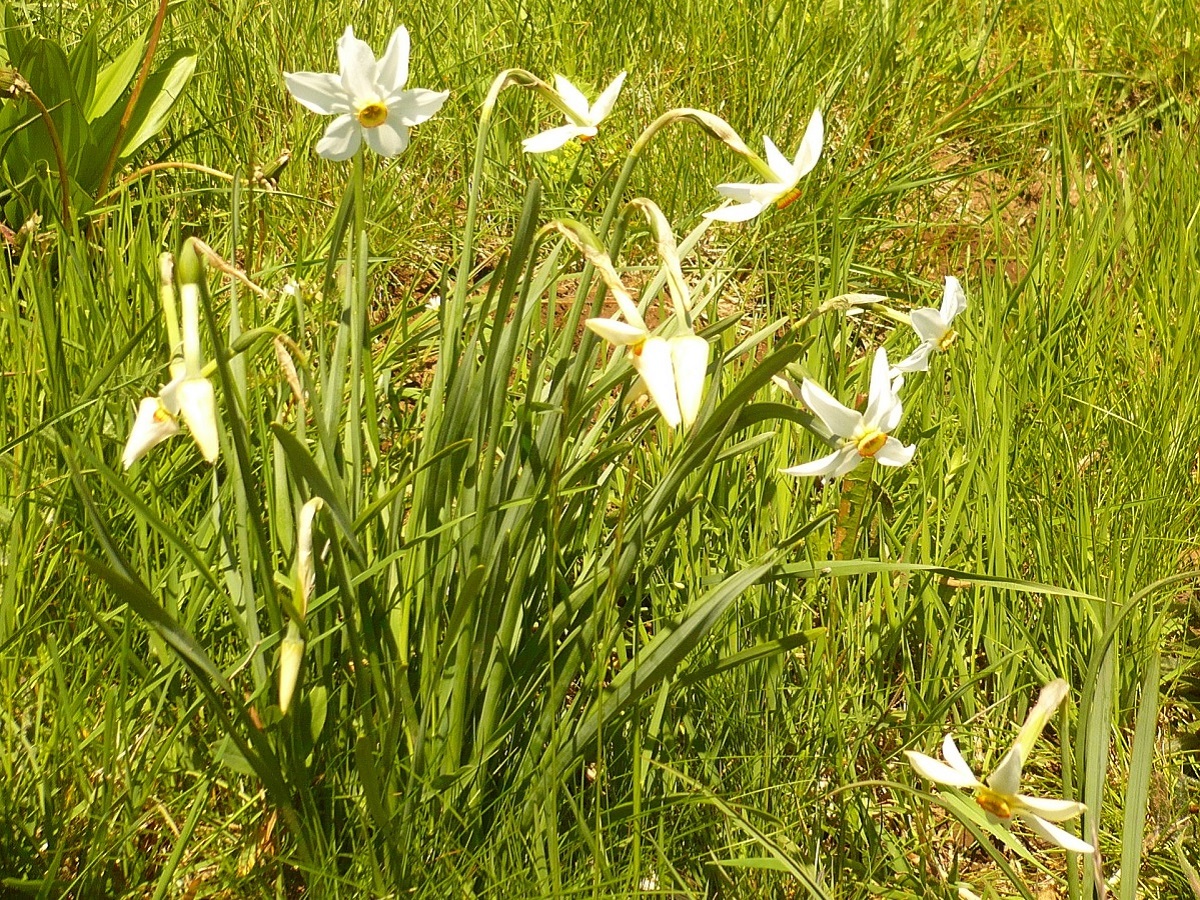 Narcissus poeticus (Amaryllidaceae)